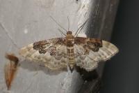 Idaea rusticata