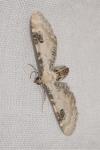 Eupithecia centaureata