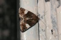 Tyta luctuosa