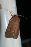 Xestia xanthographa
