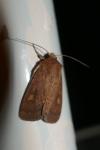 Xestia xanthographa
