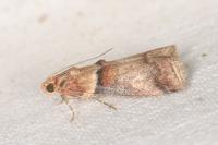 Acrobasis tumidana