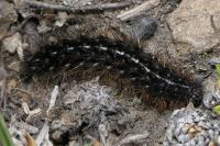 Apantesis quenseli