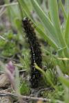 Apantesis quenseli