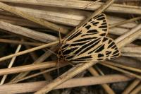 Apantesis quenseli