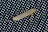Eilema caniola