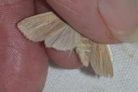 Mythimna pallens