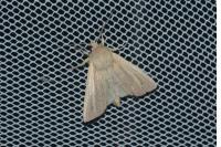 Mythimna straminea