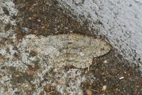 Hypomecis punctinalis