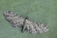 Eupithecia denotata