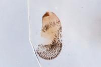 Eupithecia denotata