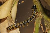 Cydalima perspectalis