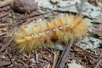 Acronicta aceris