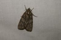 Acronicta rumicis