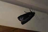 Amphipyra livida