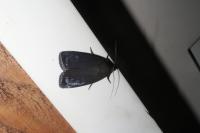 Amphipyra livida
