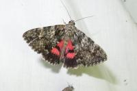 Catocala promissa