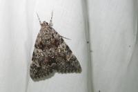 Catocala promissa