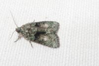 Cryphia
