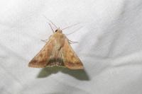 Helicoverpa armigera