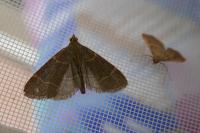 Hypsopygia glaucinalis