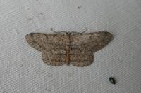 Hypomecis punctinalis