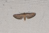Idaea infirmaria