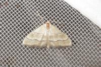 Idaea circuitaria