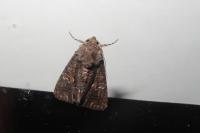 Aedia leucomelas