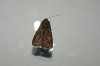 Aedia leucomelas
