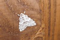 Lymantria monacha