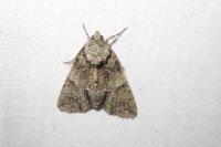 Polyphaenis sericata