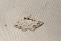 Scopula decorata