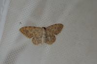 Scopula submutata roseonitens