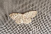 Scopula submutata roseonitens