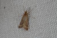 Synaphe punctalis