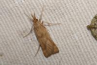 Synaphe punctalis