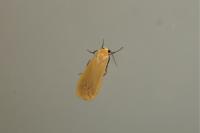 Wittia sororcula