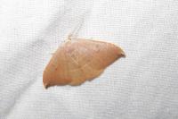 Watsonalla uncinula