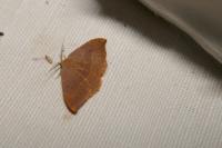 Watsonalla uncinula
