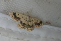 Cyclophora annularia