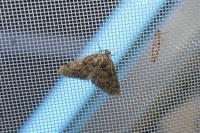 Tephronia sepiaria