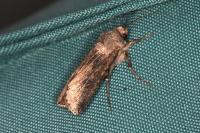 Agrotis segetum