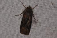 Agrotis ipsilon