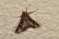 Autographa gamma