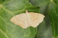 Camptogramma bilineata