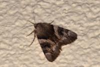 Catocala fulminea