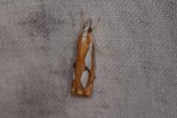 Catoptria pinella