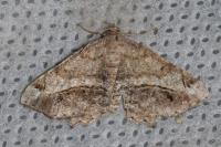 Chiasmia aestimaria