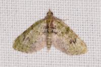 Chloroclystis v-ata